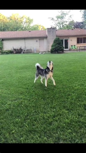 Hilarious Moments of Silly Dogs