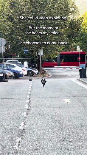 They Said My Border Collie Wouldn’t Listen Without a Leash…