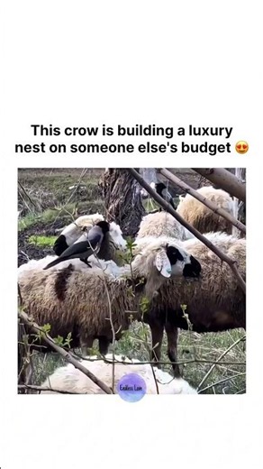This crow is building a luxury nest on someone else's budget 😍