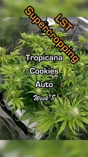Week 8 Tropicana Cookies Auto #1 Supercropping, LST Flower #timelapse #autoflower #fastbuds #shorts