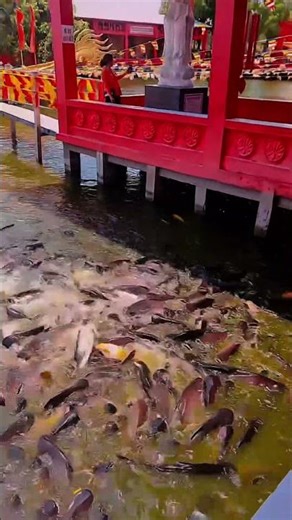 Thousands of Giant Fish Exploding Out of the Water at This Temple 😱 #shorts #fish #feedingfish