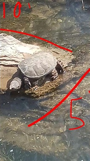 Water Dragon, Humongous! (Massive Giant 100-200lb Snapping Turtle) 🐢 🐉