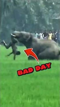 The Most Terrifying Animal Encounters Ever! 😱💥