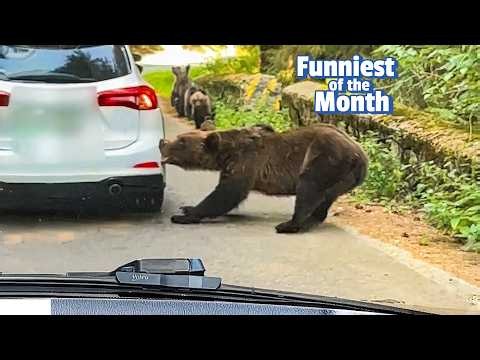 Fat Bear Week Chaos! | The FUNNIEST Pets of the Month