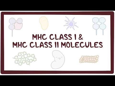 MHC class I and MHC class II molecules