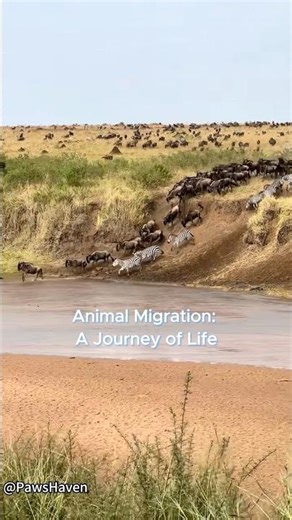 Animal Migration:A Journey of Life.#animals #wildlife #migration #wildanimals #nature #natural