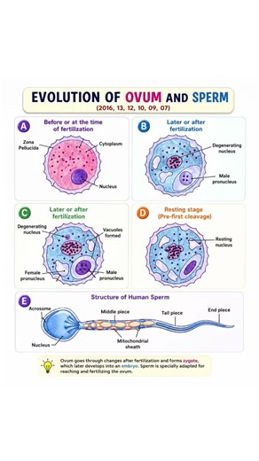 Evolution of Ovum and Sperm | Human Reproduction Explained