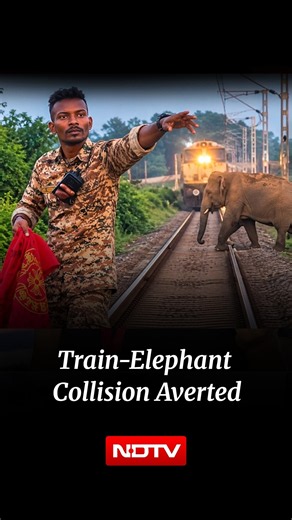 Elephant Herd Escapes Danger On Bagdogra–Naxalbari Track After Forest Worker's Swift Intervention