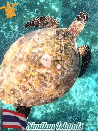 Similan Islands Thailand Turtle Spotted 2026 #youtube #thailand #nature #shorts #viral #ocean #fun
