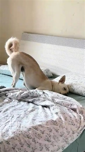 Funny Dogs Compilation 😂🐶 Instant Laugh Therapy