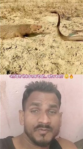 Mongoose vs King Cobra 😱🔥”