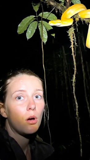 Find a yellow python on the hiking track #animals #australia #animalhandling #adventure #JungleNights #python | Ajang Mustopa