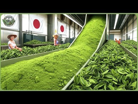 Inside the World’s Most Expensive Matcha Powder Processing – How Japanese Matcha Is Made