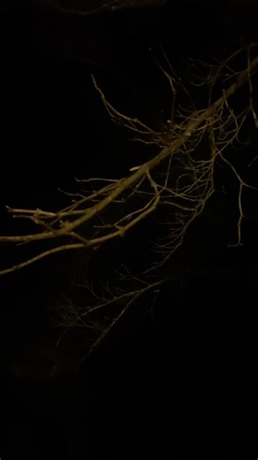 elmo world ears baby