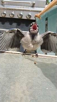 Woman Feeds A Baby Blue Jay Once And Everything Changes | The Dodo