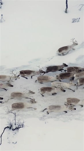 Follow thousands of reindeer on an epic journey. | Nature | PBS