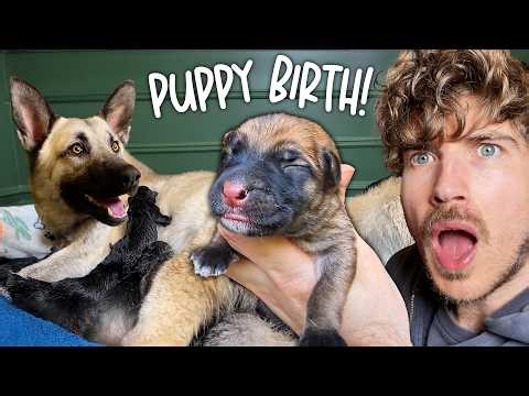 I Helped My Rescue Dog Give Birth! emotional birth vlog