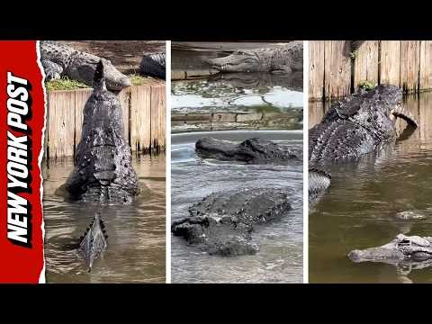 Wild Footage Shows Cannibalistic Alligator Devouring Smaller Gator