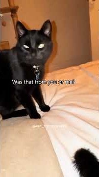 Black cat behavior🤣🤣#funnyvideos #catsoftiktok #catlover #fypシ #cutecat #PetsOfTikTok #catfunnyvid