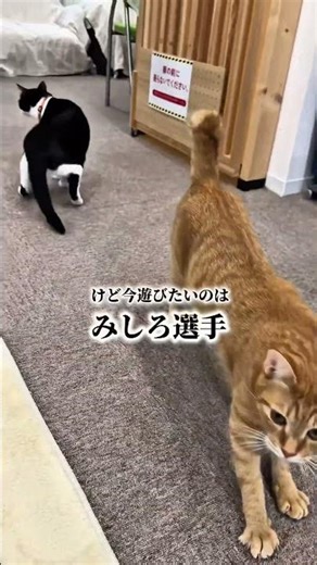 チャイさんの暮らし157。