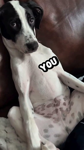 mY ImPreSSioN oF YoU 🐶🙄