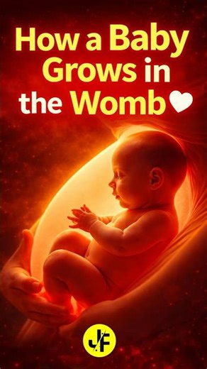 How Baby Growth Journey | Inside Mother’s Womb #shortfeeds