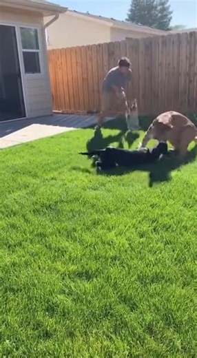 A shocking backyard attack took an unexpected turn when a fearless owner stepped in to save his Husky from a mountain lion. Caught on camera, the predator pinned the dog down—but without hesitation, the owner rushed in with a folding chair to fight back. Moments later, the mountain lion backed off. Both the man and his dog are safe. This is an AI-generated video created for entertainment only. | Vincent Escobar Director