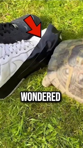 Why Turtles Attack Black Shoes? 😳