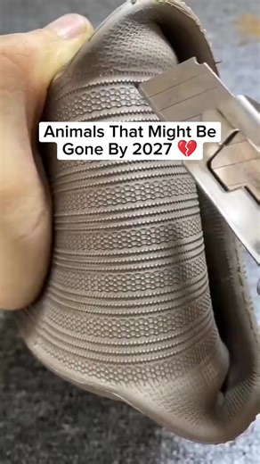 Animals Facing Extinction by 2027