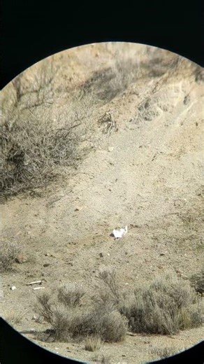 22 Hornet 45 grain Hornady Soft Point bullet expansion at 100 yards