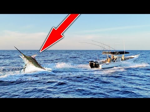 MONSTER 10 Foot Marlin EXPLODES on our Topwater Lure! (Catch n Cook)