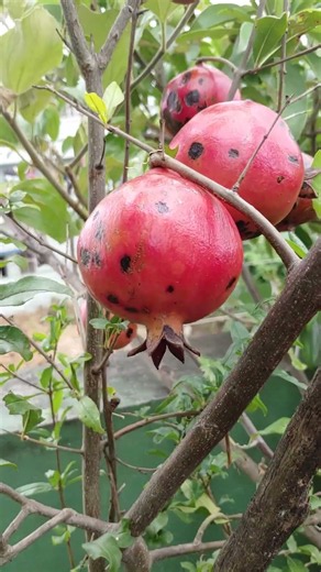 FRUITS || TELUGU GARDEN VLOG