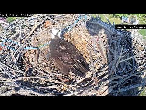 Live Osprey Nest April 17, 2026