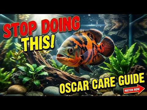 Stop Making These Huge Mistakes With Your Oscar Fish! 🚨
