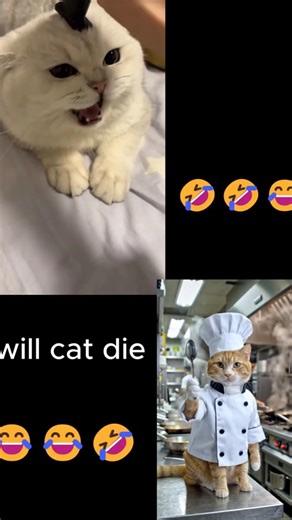 Cat dies another day 😂#viral #shorts #USA