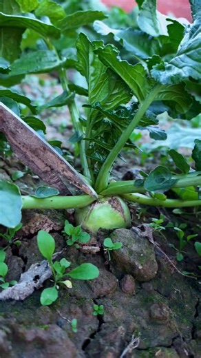 Gardening tips #homegarden