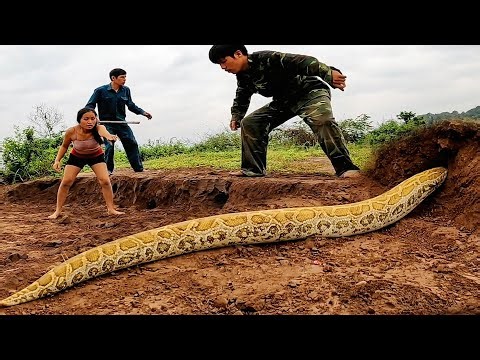 3 Brave Hunters And A Fearless Rottweiler Surrounded And Captured A Giant Python In Its Den
