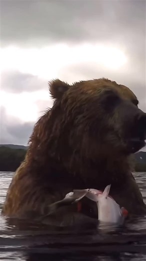 Nature’s Reality 🦑🇨🇦 on Instagram: "Ursus arctos goes fishing! 🐻🎣 A beautiful underwater capture showcasing a brown bear and their phenomenal hunting capabilities. 📸: @mike_korostelev I have only been blessed with one wild brown bear encounter throughout my life, coincidentally in one of the most beautiful places in the world BANFF NATIONAL PARK, look it up if you don’t already know how insane that realm of this planet is. However, the encounter was brief, a mere glimpse of the grizzly ret