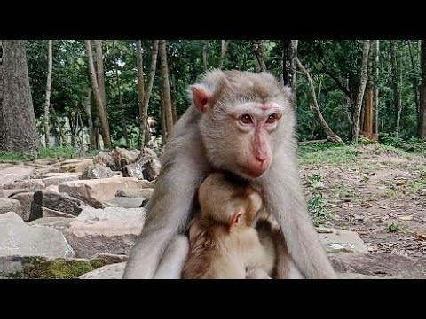 Monkey Live Stream | Cute Macaque Family live!