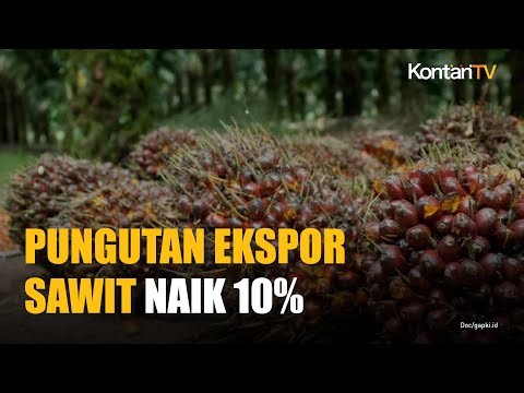 POPSI: Pungutan Ekspor Sawit Berpotensi Naik di Atas 10% Jelang Penerapan B50