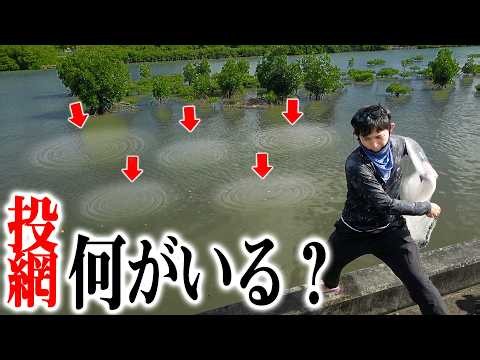 波紋だらけの湿地帯に投網を投げると？離島で使う生き餌を大量に捕獲せよ！