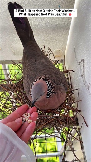 A Bird Built Its Nest Outside Their Window... What Happened Next Was Beautiful.