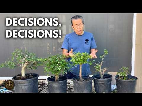 Mastering Bonsai: Techniques & Hacks on Caring for and Styling Your Chinese Elm Bonsai