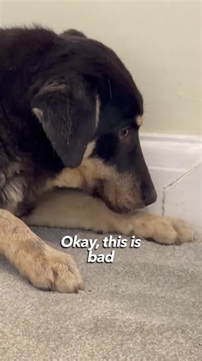 Golden Retriever Meets Completely Traumatized Rescue Puppy #foryou #rescue #dog #rescuedog #viral #goldenkobefamily