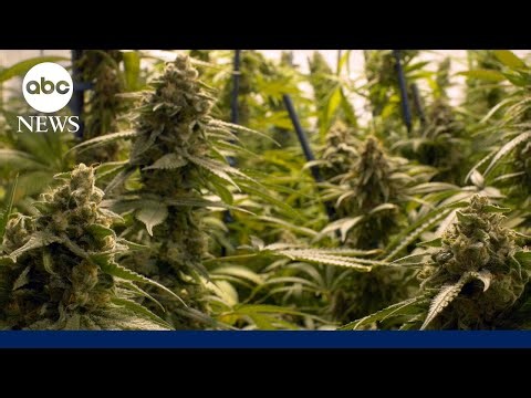 Supreme Court allows some marijuana users to own guns, limiting federal gun ban