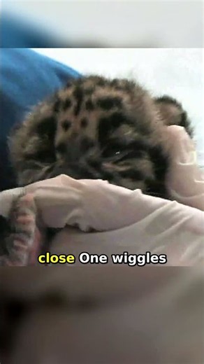 Newborn Clouded Leopard Cubs Snuggle Close 🥹🐆