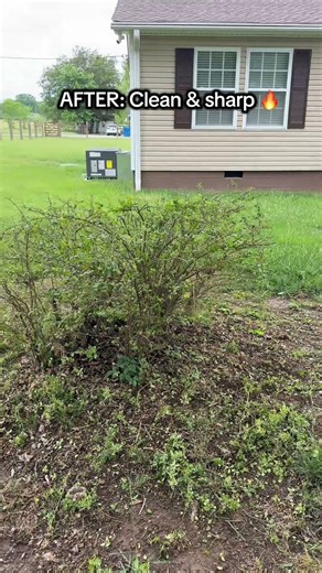 Overgrown to clean 🔥 Bush trim transformation hits different #TransformationTuesday #foryou