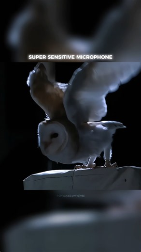 Silent bird owl #science #sciencefacts