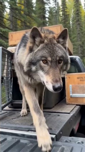 Wolves Unloaded and Released to the Wild
