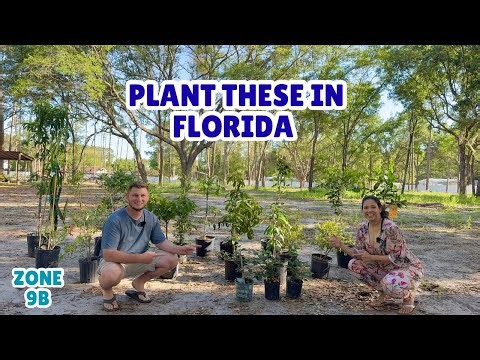 BEST FRUIT TREES IN FLORIDA ZONE 9B (What We’re Planting)